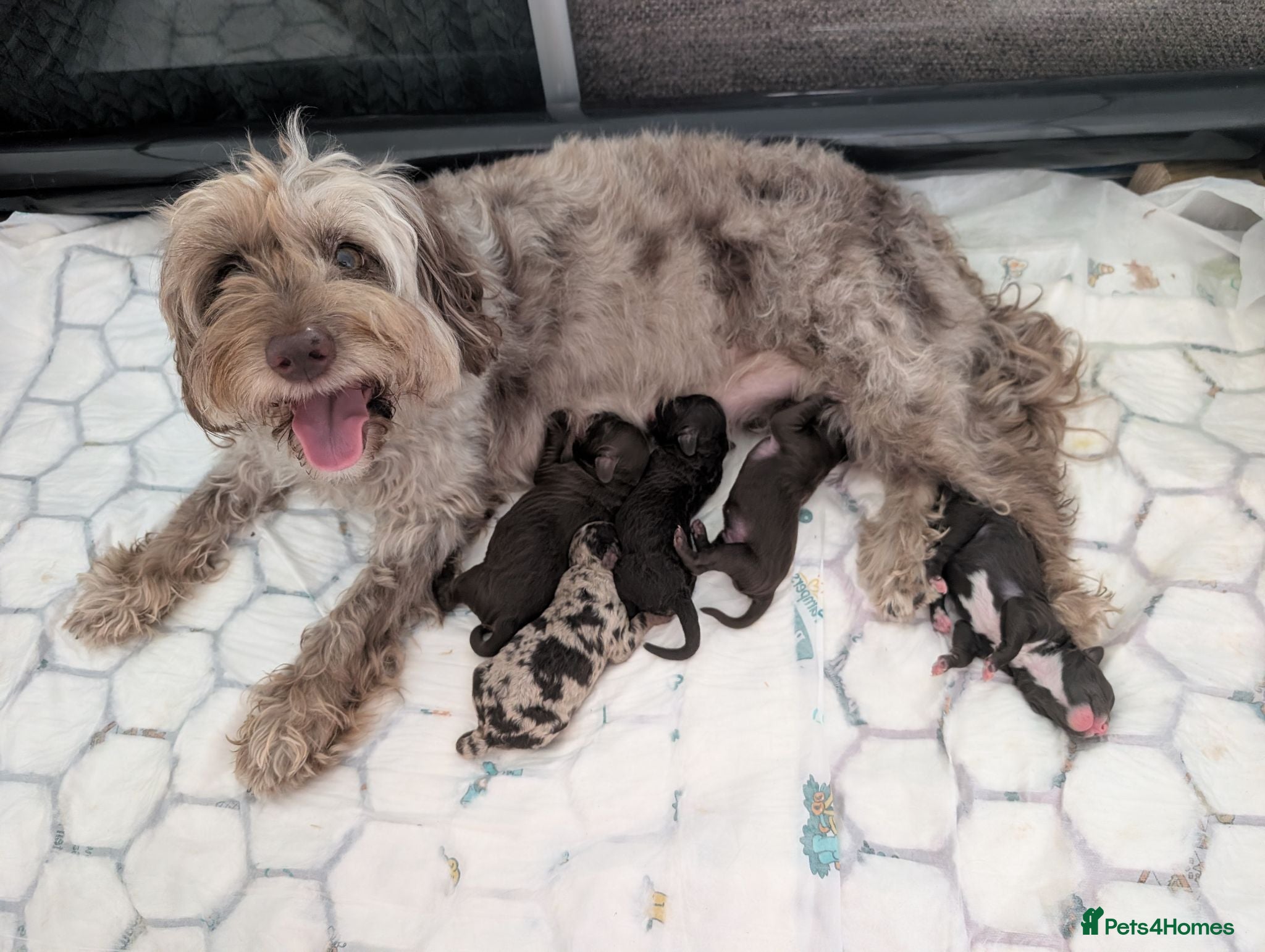 Cockapoo dogs 3 beautiful chocolate brown boys F1b cockapoos 🐾 - Advert 15