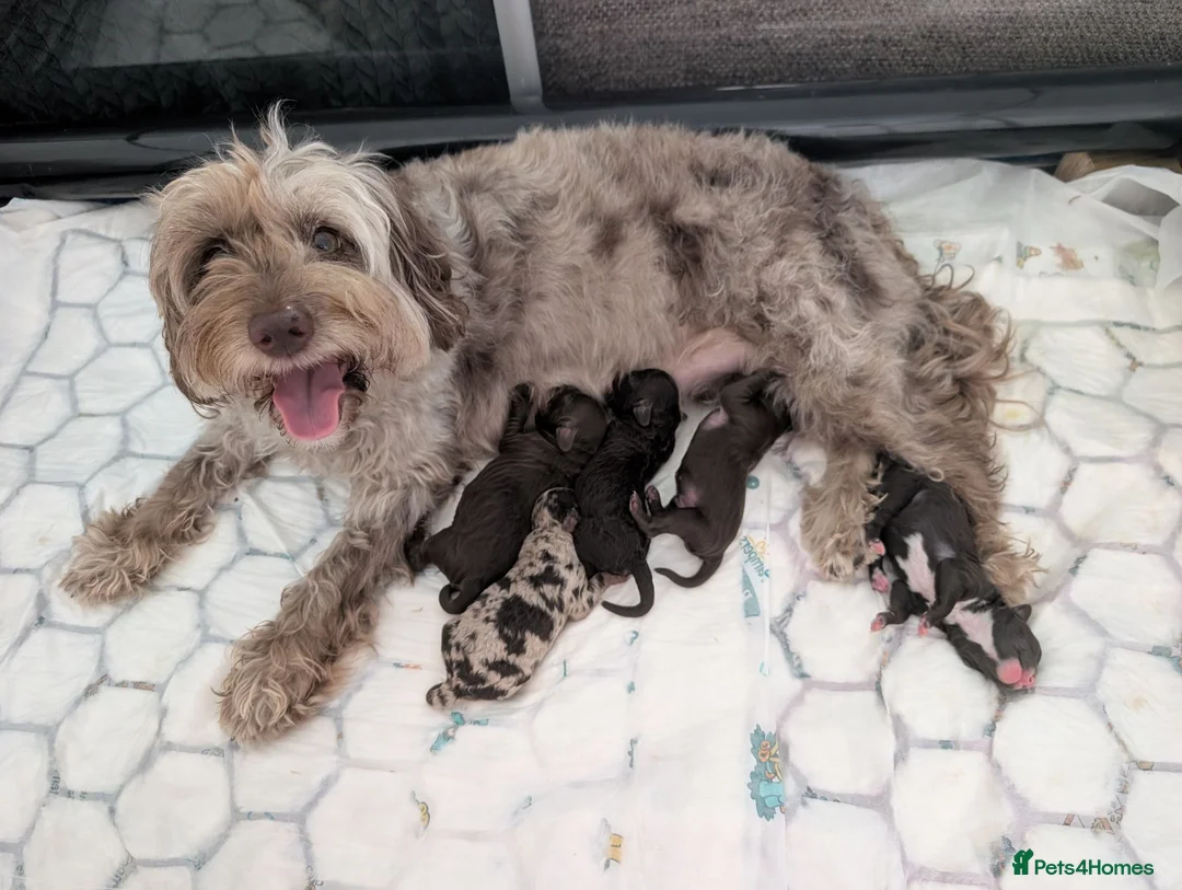 Cockapoo dogs for sale: 2 curly chocolate brown boys F1b cockapoos - Advert 1