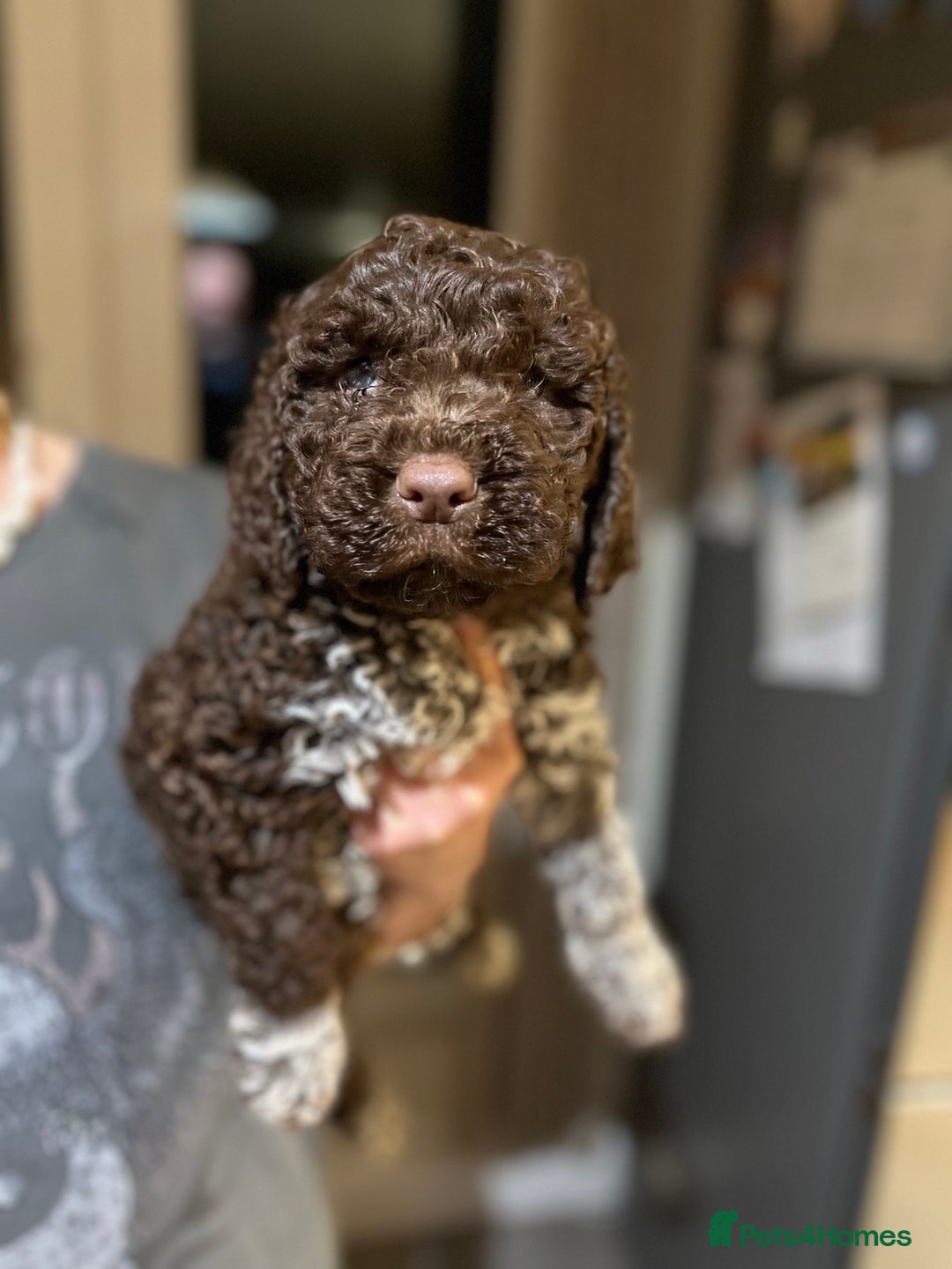 Lagotto Romagnolo dogs for sale: Authentic Lagotto Romagnolo Puppies for Sale KC  - Advert 2