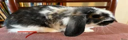 Mini Lop rabbits for sale: Lovely Mini Lop Babies - Advert 28