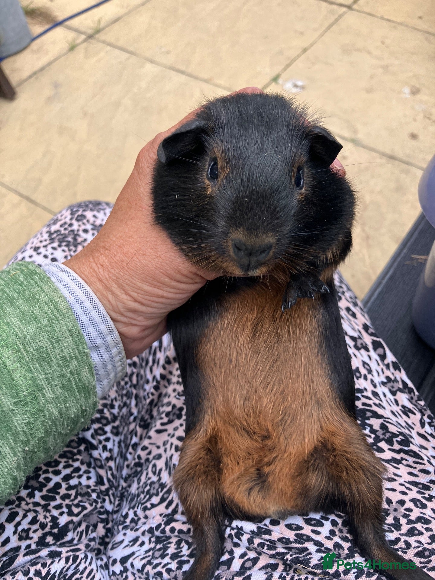 Guinea Pig rodents Pair baby pet Black Tan guinea pig boars / bonded  - Advert 2
