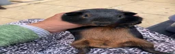 Guinea Pig rodents for sale: Pair baby pet Black Tan guinea pig boars / bonded  - Advert 7