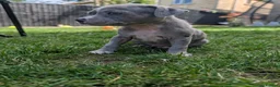 Staffordshire Bull Terrier dogs for sale: Merle and blue Staffordshire bull terrier puppies  - Advert 3