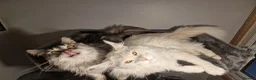 Maine Coon cats for sale: Pedigree mainecoon kittens  - Advert 3