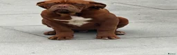 Dogue De Bordeaux dogs for sale: Show quality males available! - Advert 2