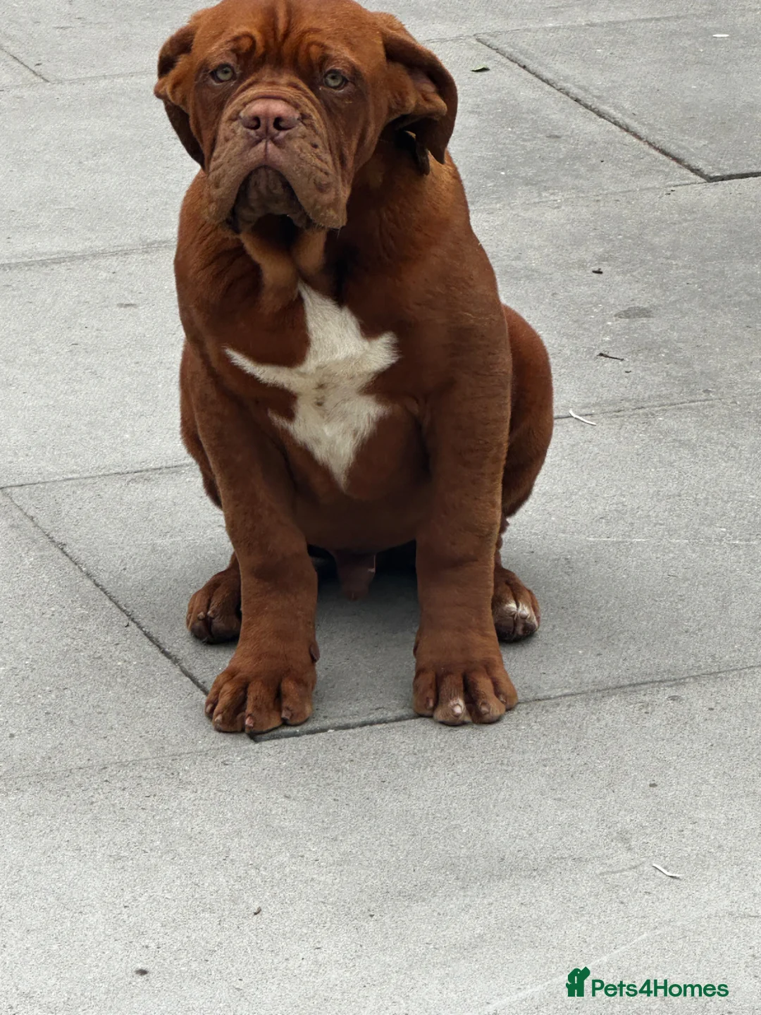 Dogue De Bordeaux dogs for sale: Show quality males available! - Advert 2