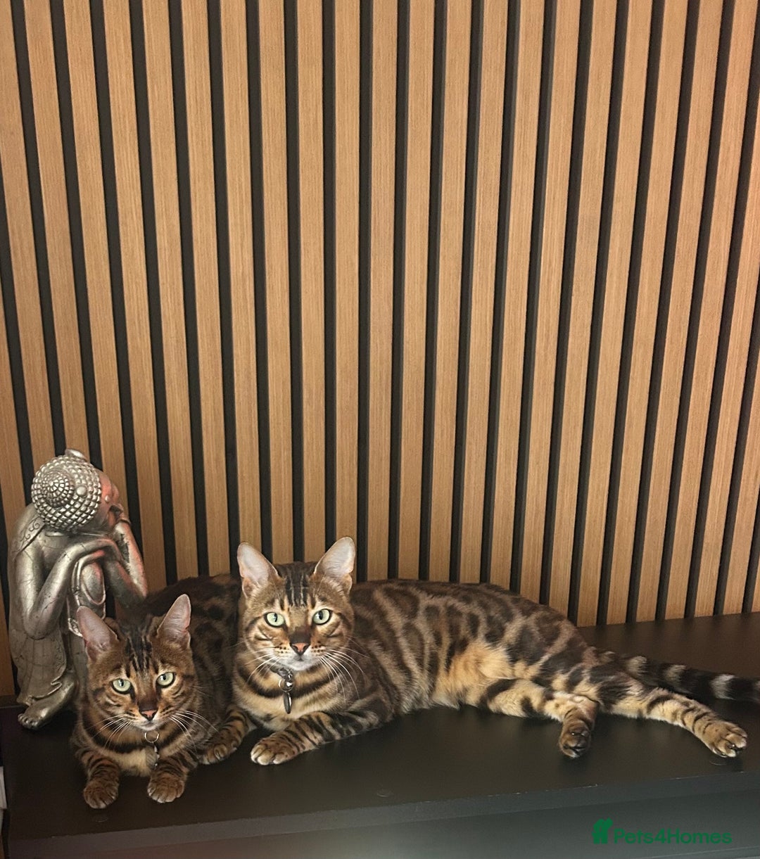 Bengal cats for sale: Our Beautiful Bengal Brother and Sister  - Advert 1