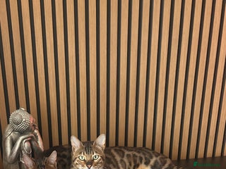 Bengal cats Our Beautiful Bengal Brother and Sister - Advert 1
