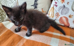 Mixed Breed cats for sale: Gorgeous Large Maine Coon Cross Kittens - Image 13