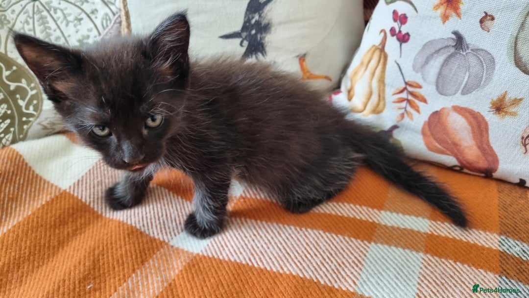 Mixed Breed cats for sale: Gorgeous Large Maine Coon Cross Kittens - Image 13