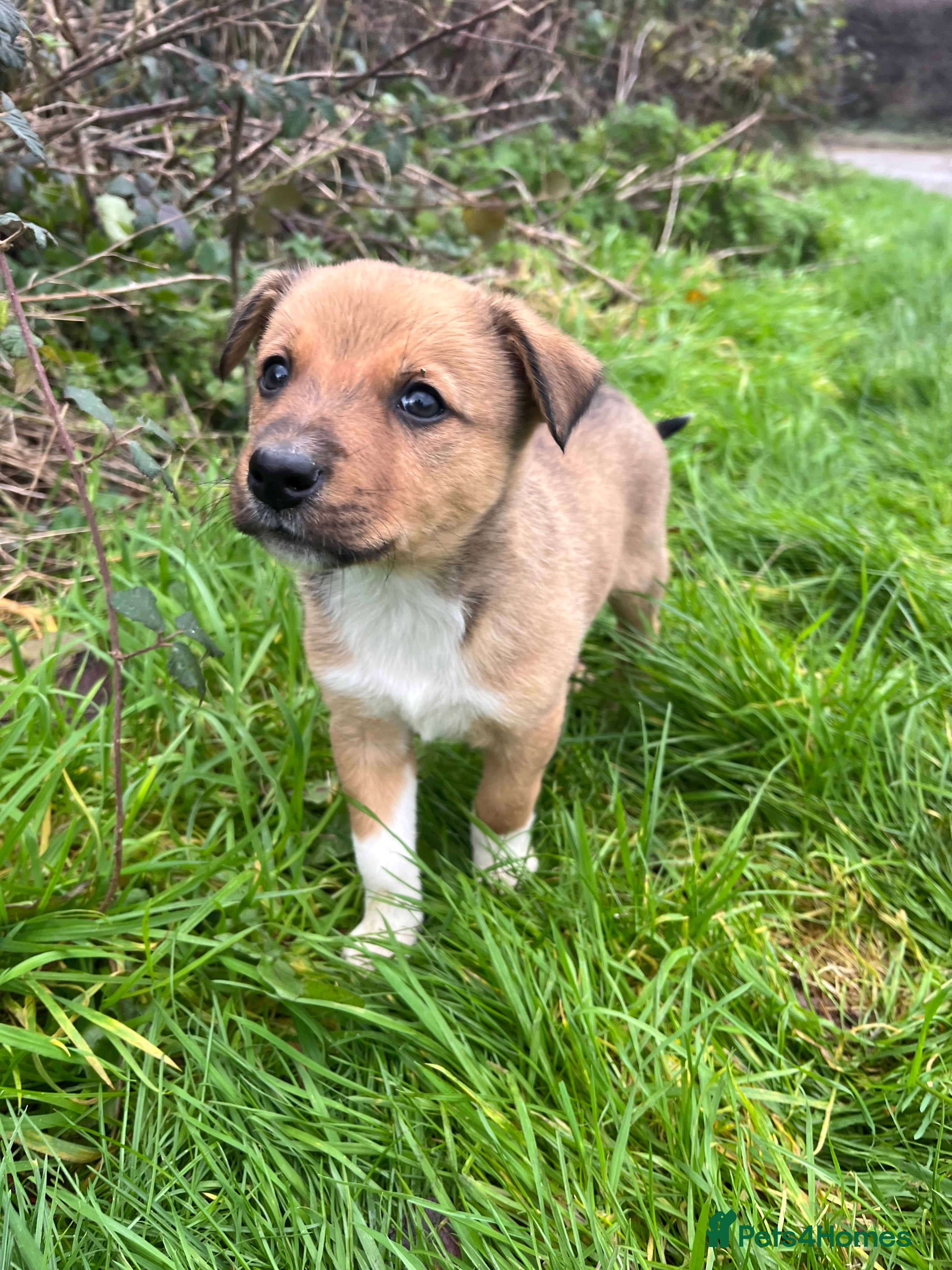 Mixed Breed dogs 6 beautiful Welsh sheepdogxborder collie puppies  - Advert 4