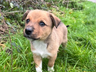 Mixed Breed dogs 6 beautiful Welsh sheepdogxborder collie puppies - Advert 5