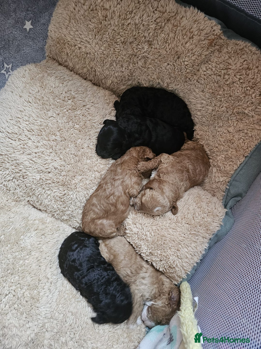 Cockapoo dogs for sale: Cockerpoo Puppies for sale - F1B - Advert 10