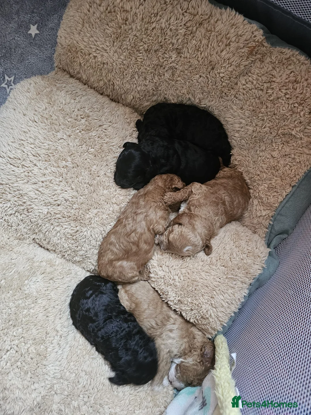 Cockapoo dogs for sale: Cockerpoo F1b Pups for sale (Ready to be rehomed) - Advert 21