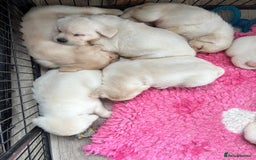Labrador Retriever dogs for sale: Beautiful Labrador Puppies - Image 7