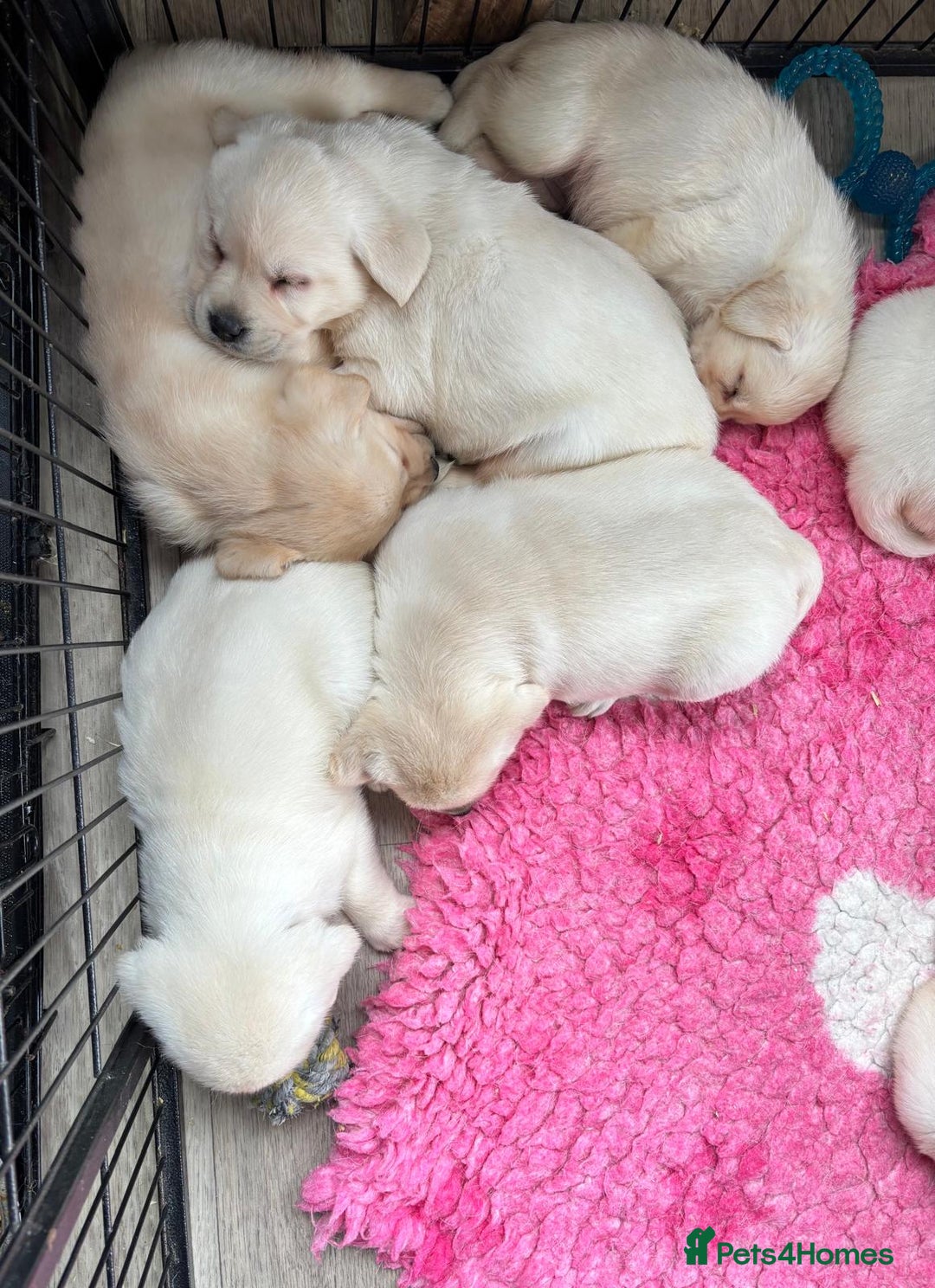 Labrador Retriever dogs for sale: Beautiful Labrador Puppies - Image 7