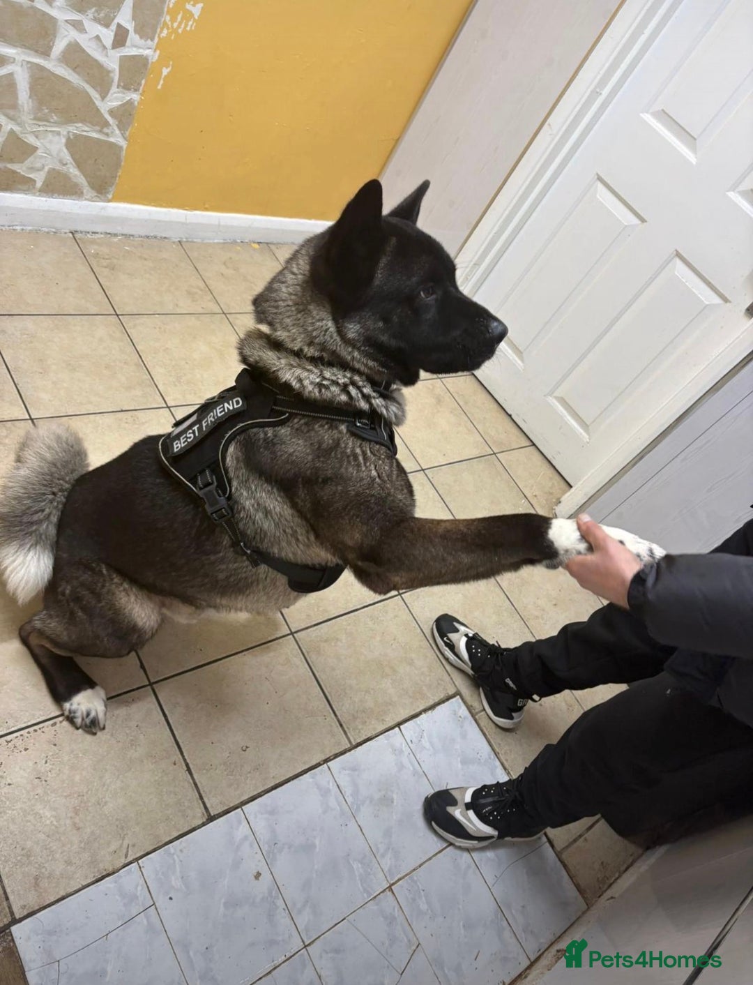 Akita dogs for sale: Adult American Akita Male 3years Old - Advert 2