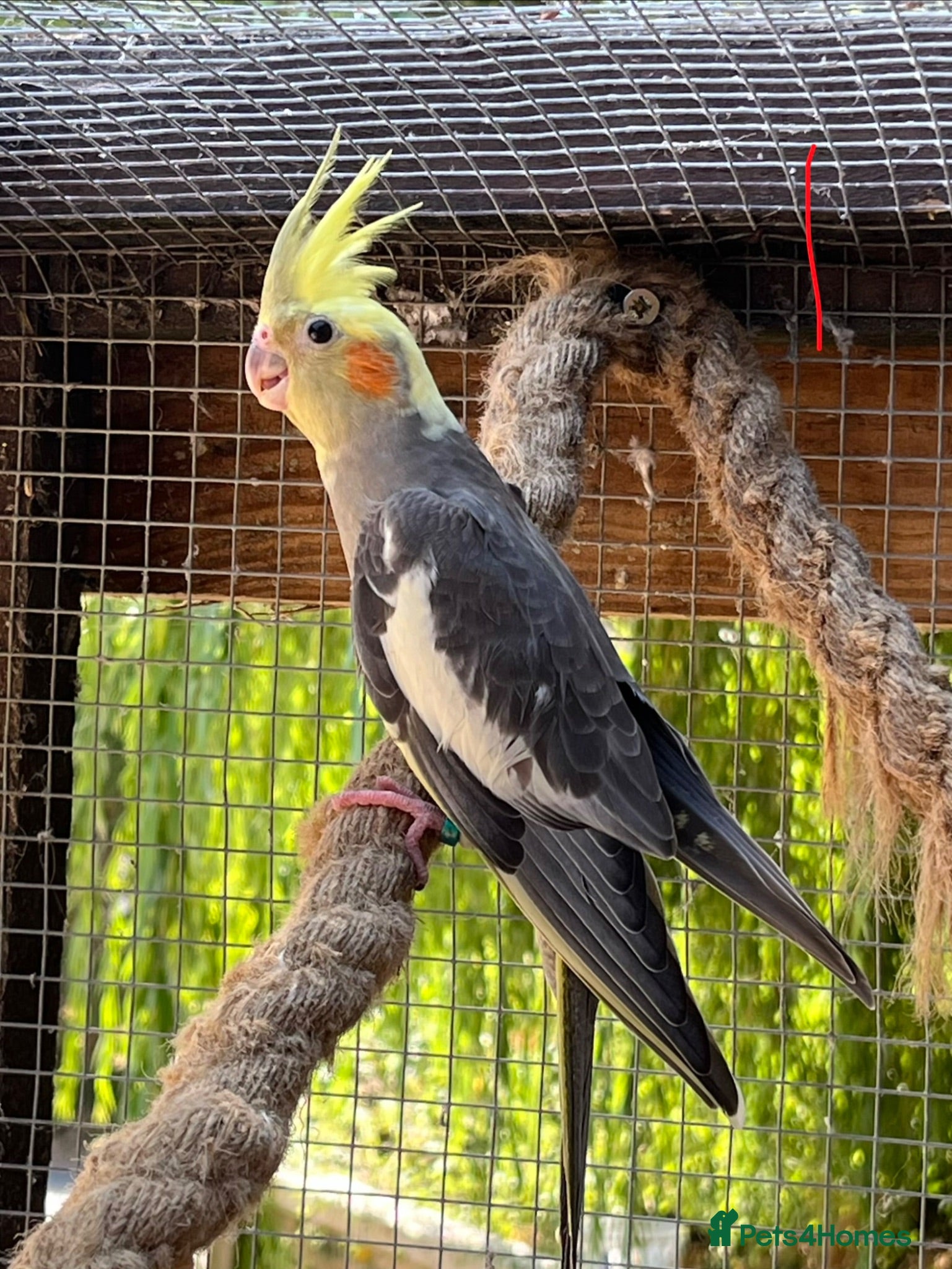 Cockatiels birds Cockatiels - Advert 1