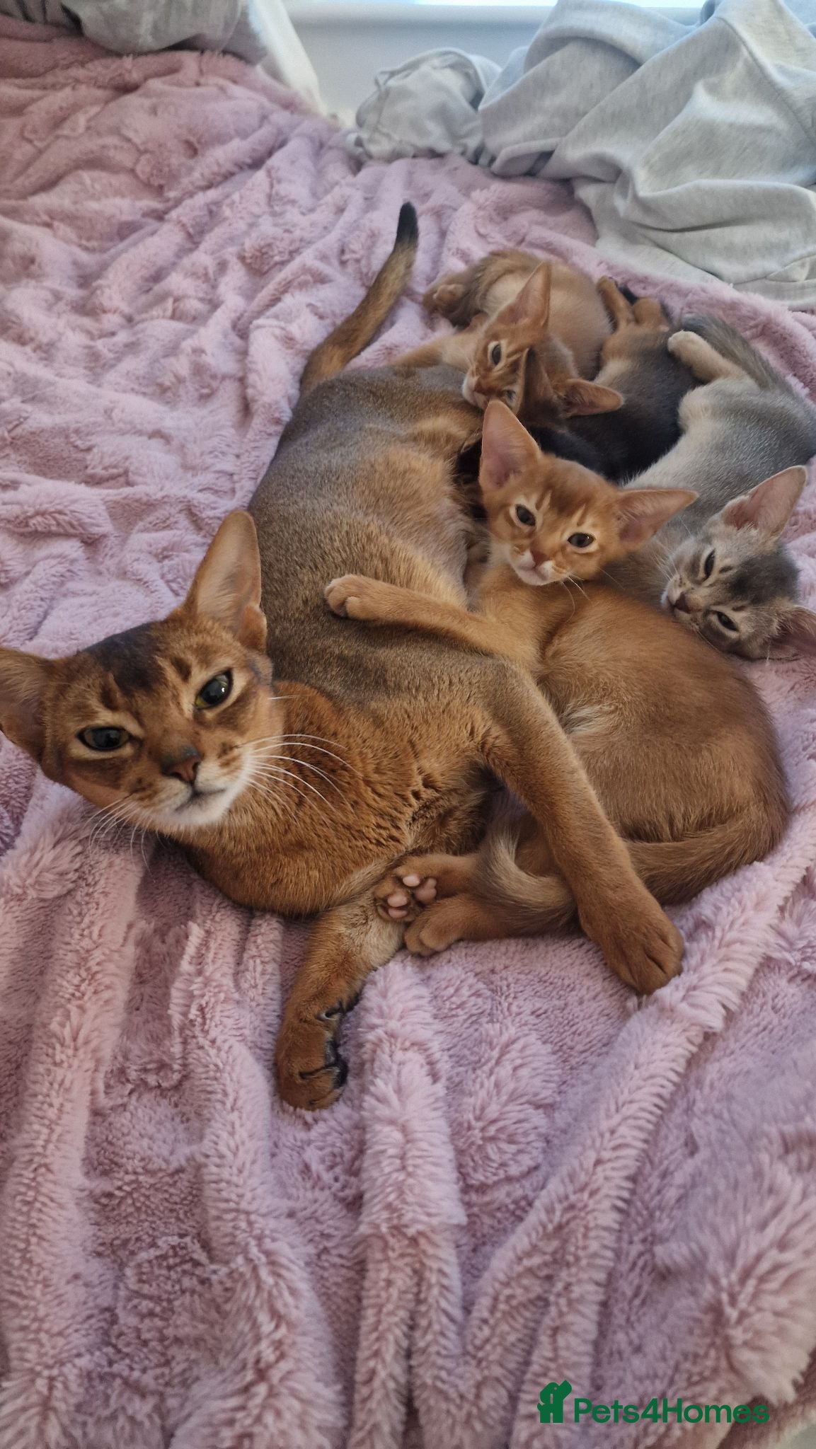 Abyssinian cats TICA Abyssinian kittens  - Advert 6