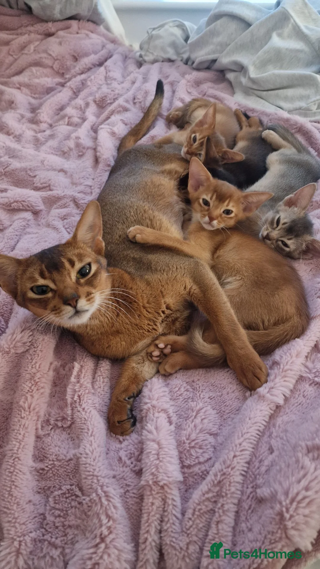 Abyssinian cats for sale: TICA Abyssinian kittens  - Advert 1