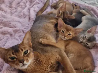 Abyssinian cats TICA Abyssinian kittens - Advert 6