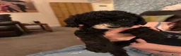Labradoodle dogs for sale: Stunning F1B miniature labradoodles - Advert 6