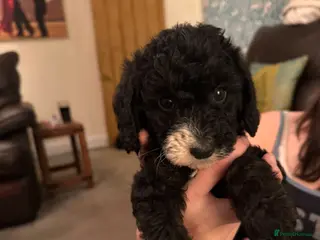 Labradoodle dogs Stunning F1B miniature labradoodles - Advert 1