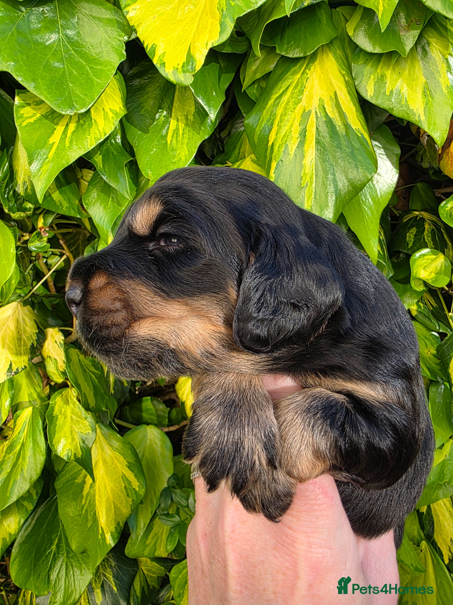 Cocker Spaniel dogs for sale: Black and chocolate tan point cockers  - Advert 13