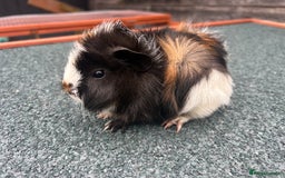 Guinea Pig rodents for sale: Beautiful Baby Guinea pigs to reserve  - Image 2