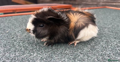 Guinea Pig rodents - Advert 12