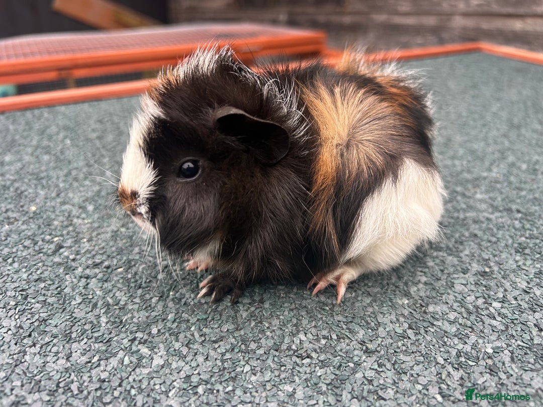 Guinea Pig rodents for sale: Beautiful Baby Guinea pigs to reserve  - Image 2