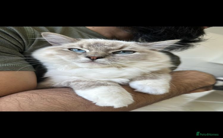 Ragdoll cats - Advert 11