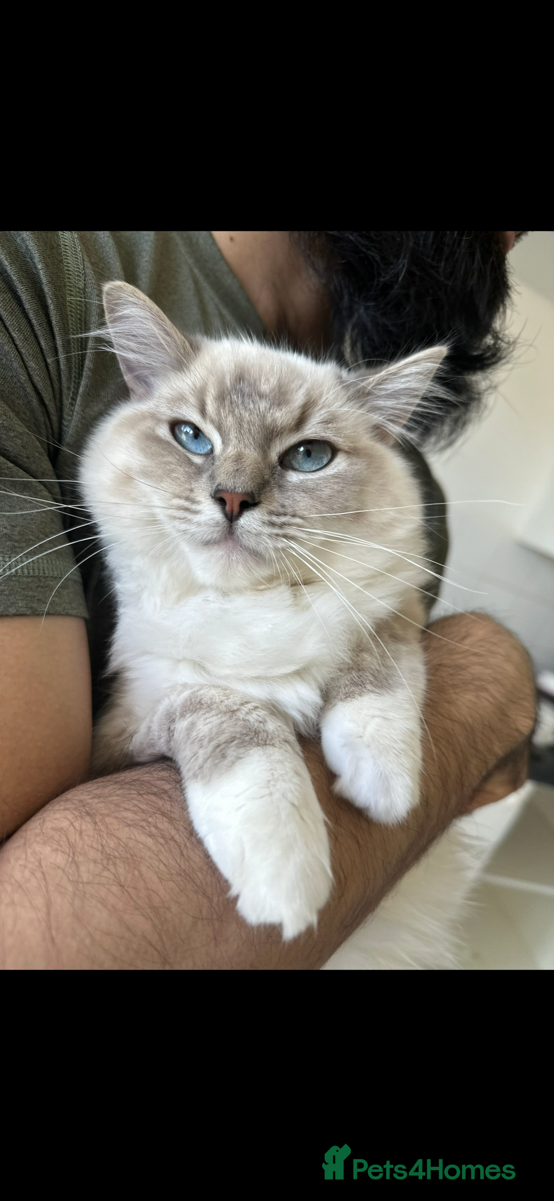 Ragdoll cats for sale: Our beautiful girl needs a new home!  - Image 1