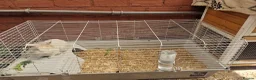 Mini Lop rabbits for sale:  2 Mini lop bunnies in Walsall - Advert 8