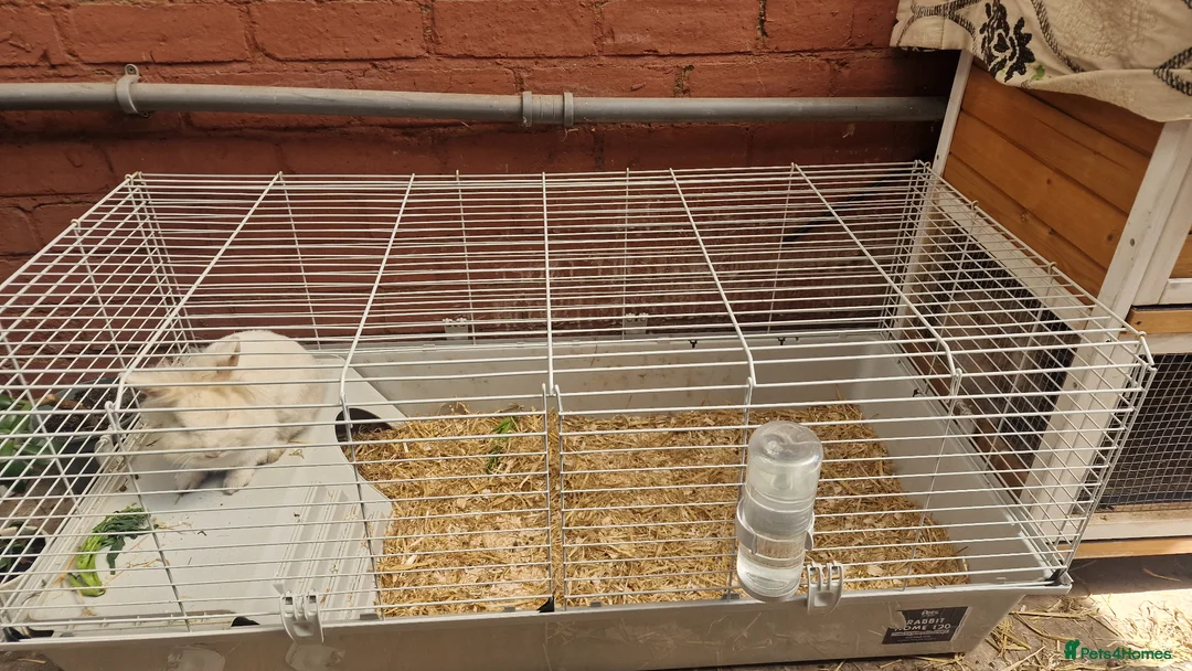 Mini Lop rabbits for sale:  2 Mini lop bunnies in Walsall - Advert 8