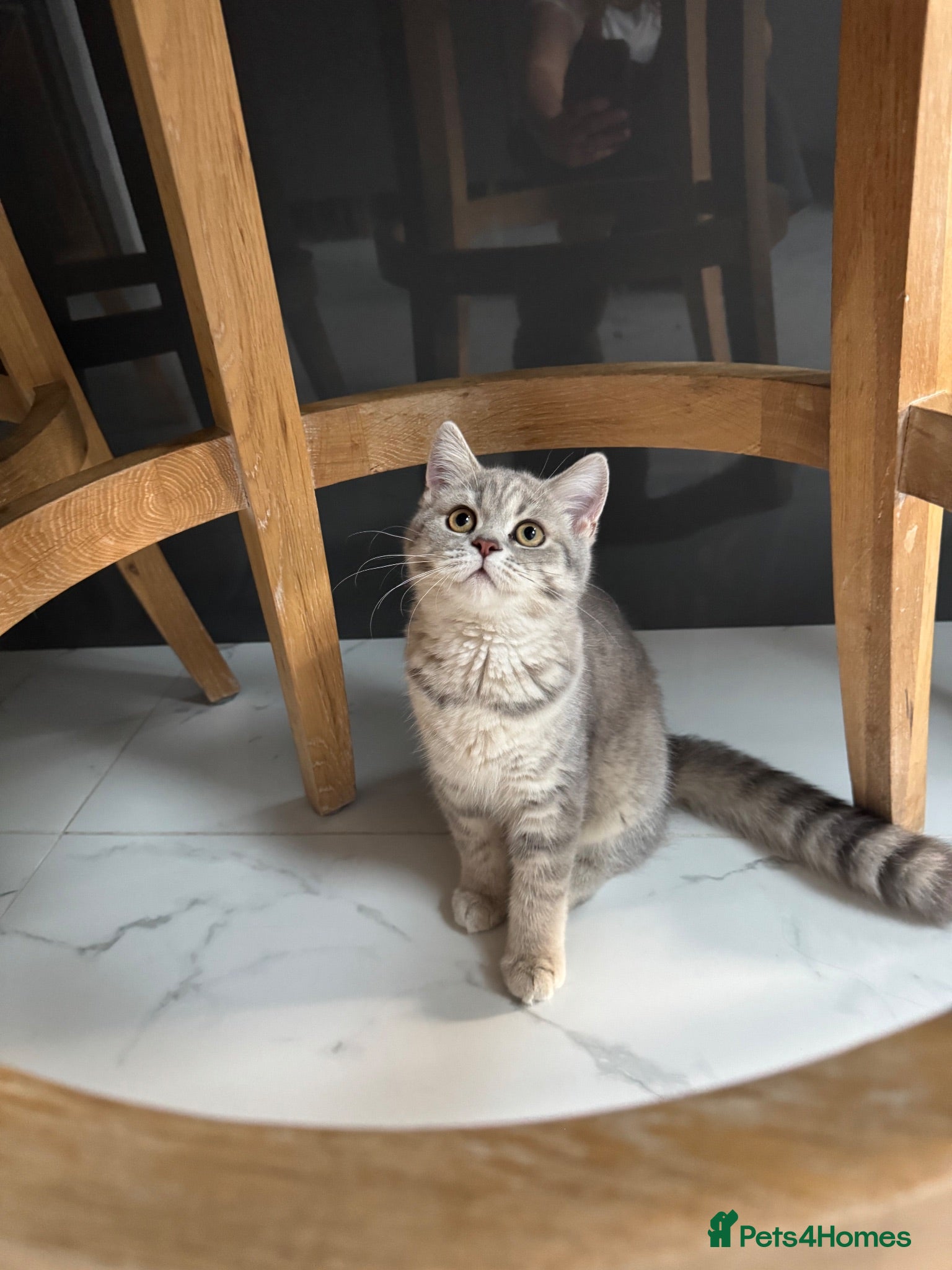 Scottish Fold cats Full pedigree Scottish fold kittens - Advert 1