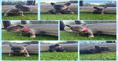 French Bulldog dogs - Advert 13