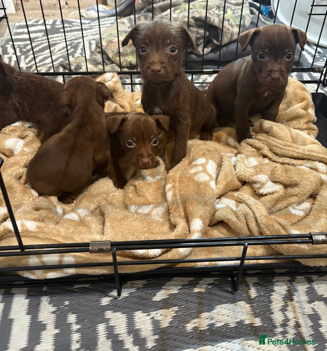 Patterdale Terrier dogs for sale: Patterdale Terrier pups  - Advert 15