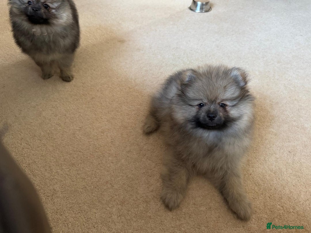 Pomeranian dogs for sale: 10 Week Purebred Pomeranian Champion EU Bloodline  - Advert 2