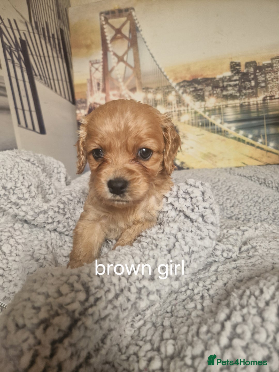 Cockapoo dogs for sale: 4 outstanding cockerpoos  - Image 19