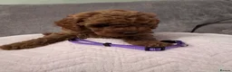 Cavapoo dogs for sale: Beautiful Cavapoo girls  - Advert 9
