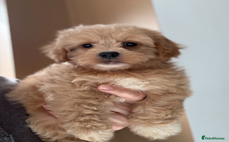 Shihpoo dogs - Advert 2