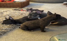 French Bulldog dogs for sale: French bulldog pups KC Reg - Image 17