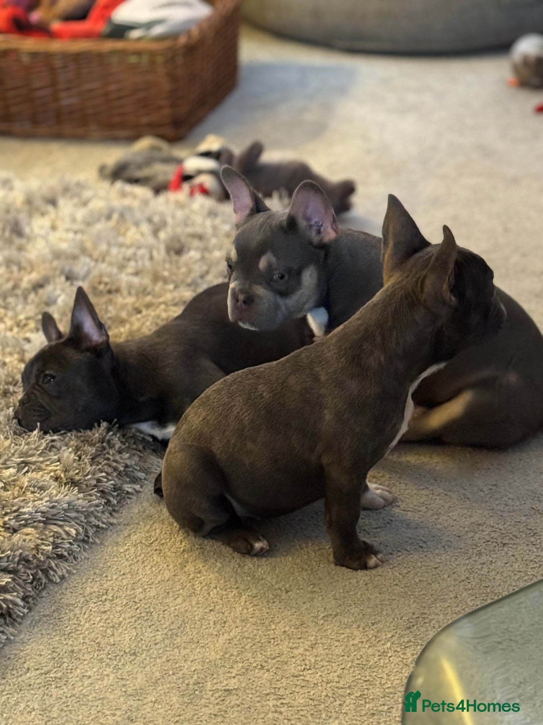 French Bulldog dogs for sale: French bulldog pups KC Reg - Image 17