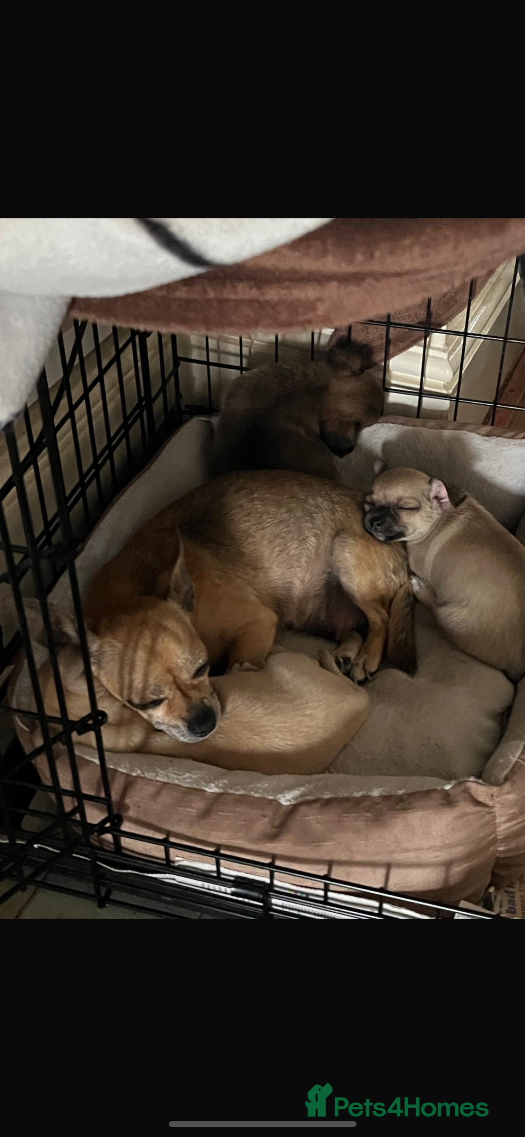 Chihuahua dogs for sale: 3 Gorgeous Chihuahua pups  - Image 10