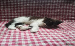 Mixed Breed cats for sale: 8 week old kittens for sale  - Image 11