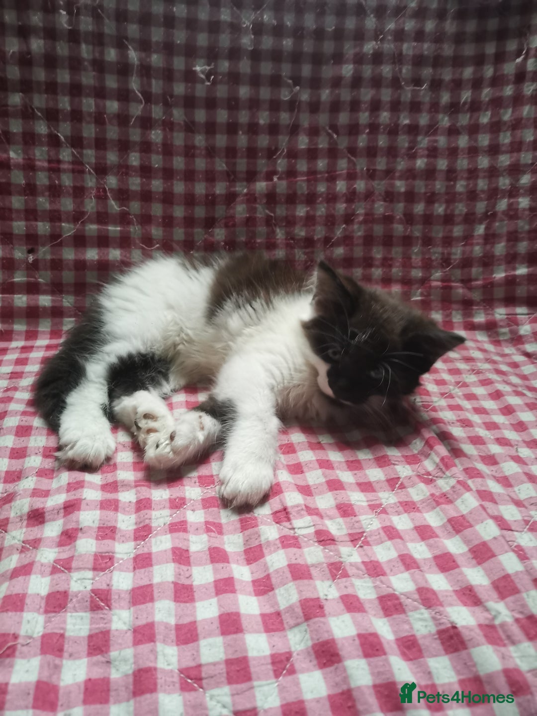 Mixed Breed cats for sale: 8 week old kittens for sale  - Image 11