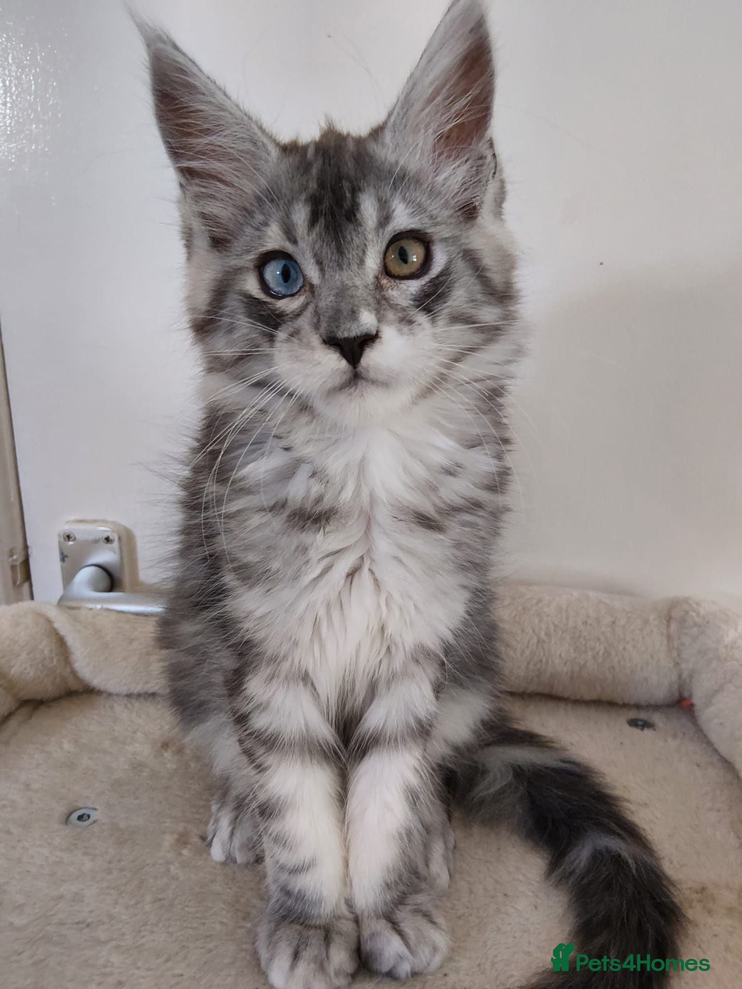 Maine Coon cats 😊Beautiful TICA registered Maine Coon Kittens😊  - Advert 2
