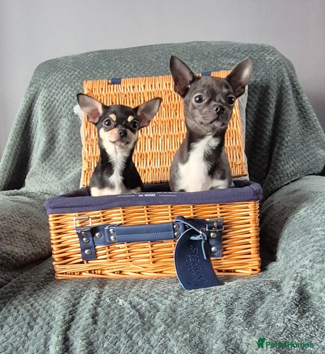 Chihuahua dogs ❤️❤️KC Reg Blue Chihuahua Pups Ready Now ❤️❤️ - Advert 12
