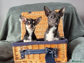 Chihuahua dogs ❤️❤️KC Reg Blue Chihuahua Pups Ready Now ❤️❤️ - Advert 12